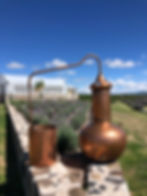 Miniatura: Destilador de cobre sobre la jardinera de lavanda la granja lavyn