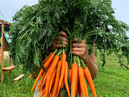 Infolettre #6 - Paniers de Légumes