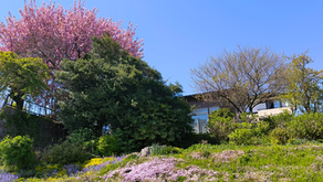 可愛い春のお客さま 2026.4.25