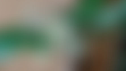 2代目雌株Tリーフベイビー誕生!2026.4.29