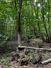 Coppiced trees in a forest