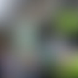 Was haben ein Eiswagen und ein Gingkobaum miteinander zu tun?