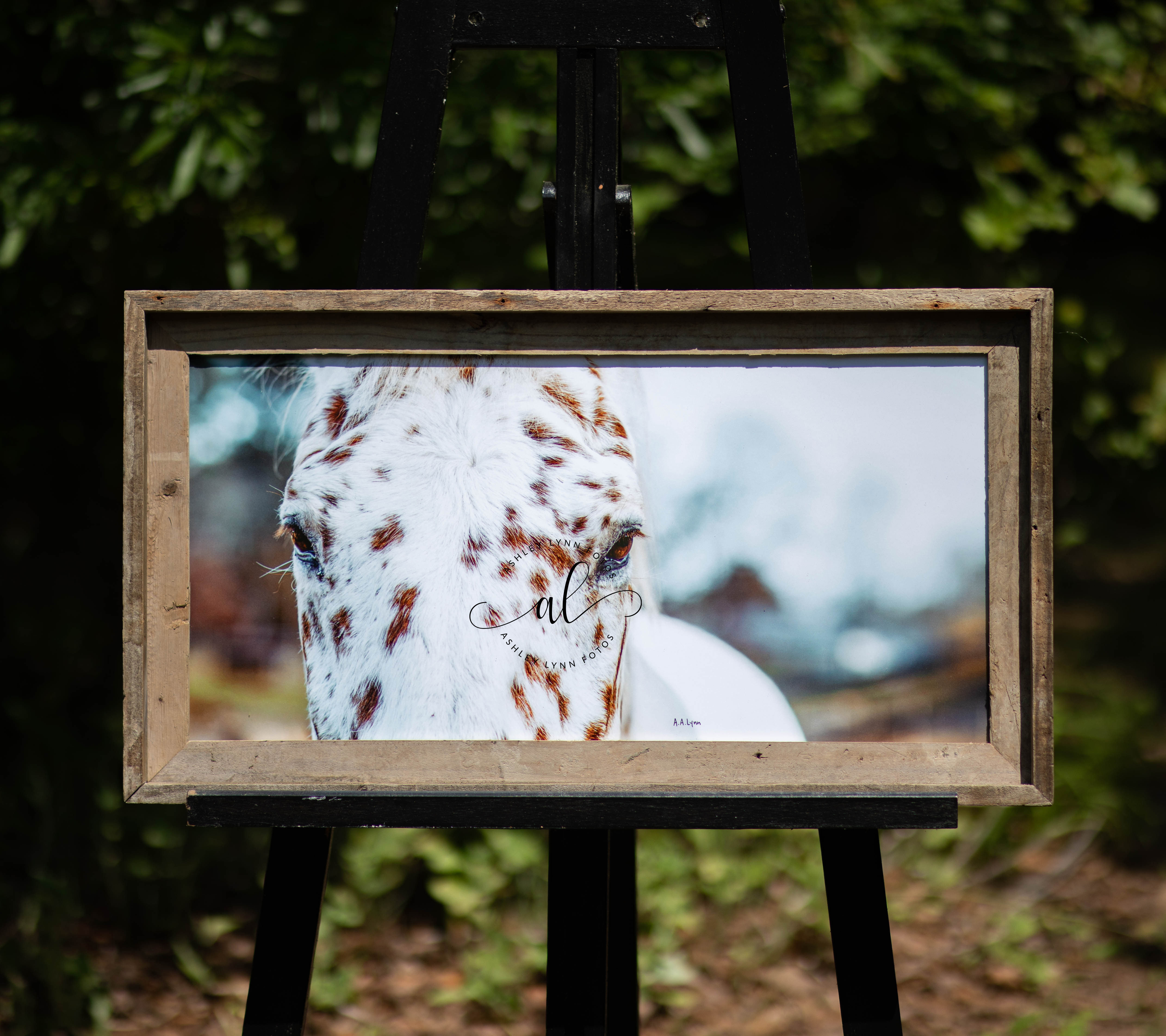 Domino's Soul (12x24 framed)