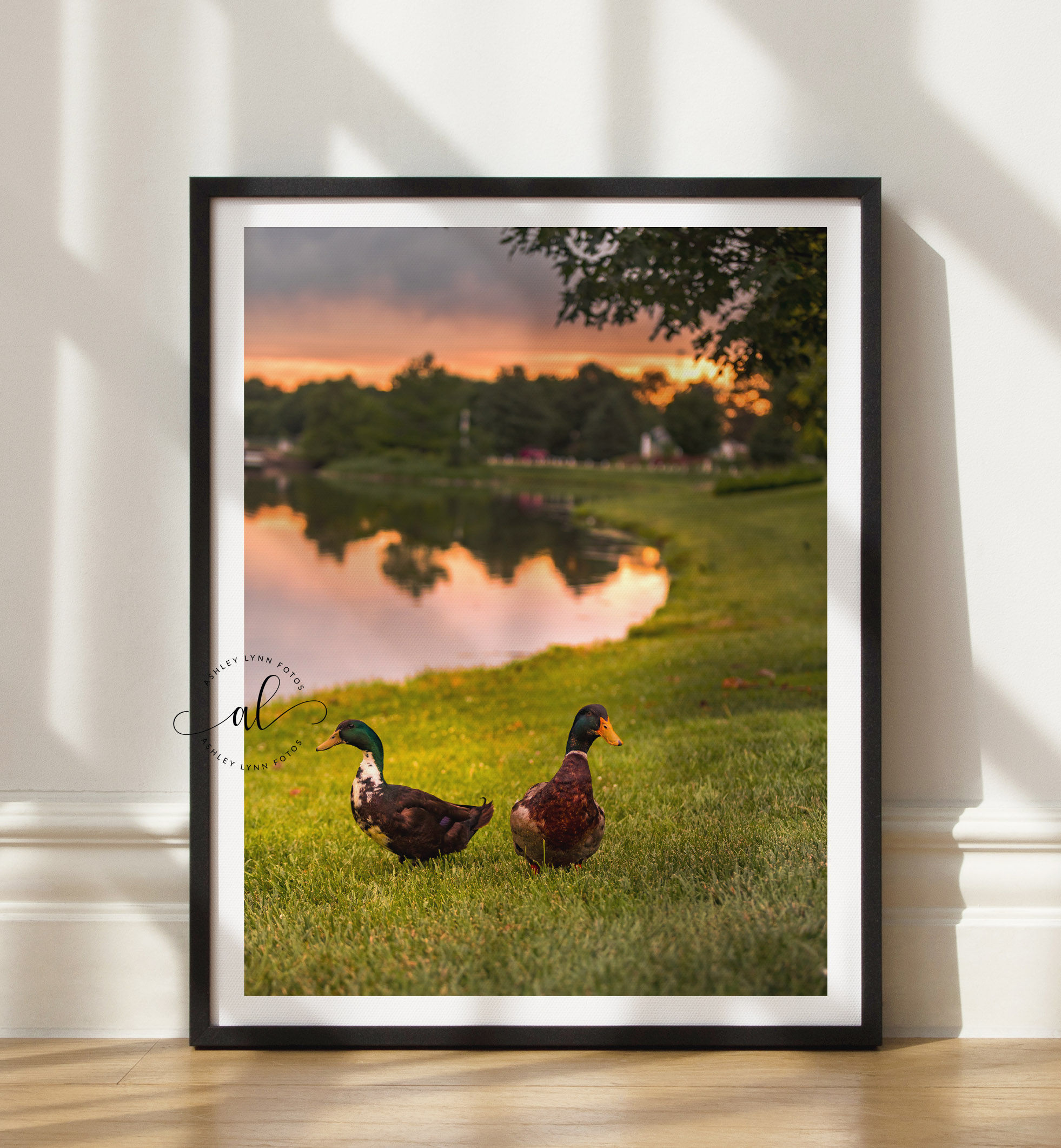 A Mallardy Sunset (print)