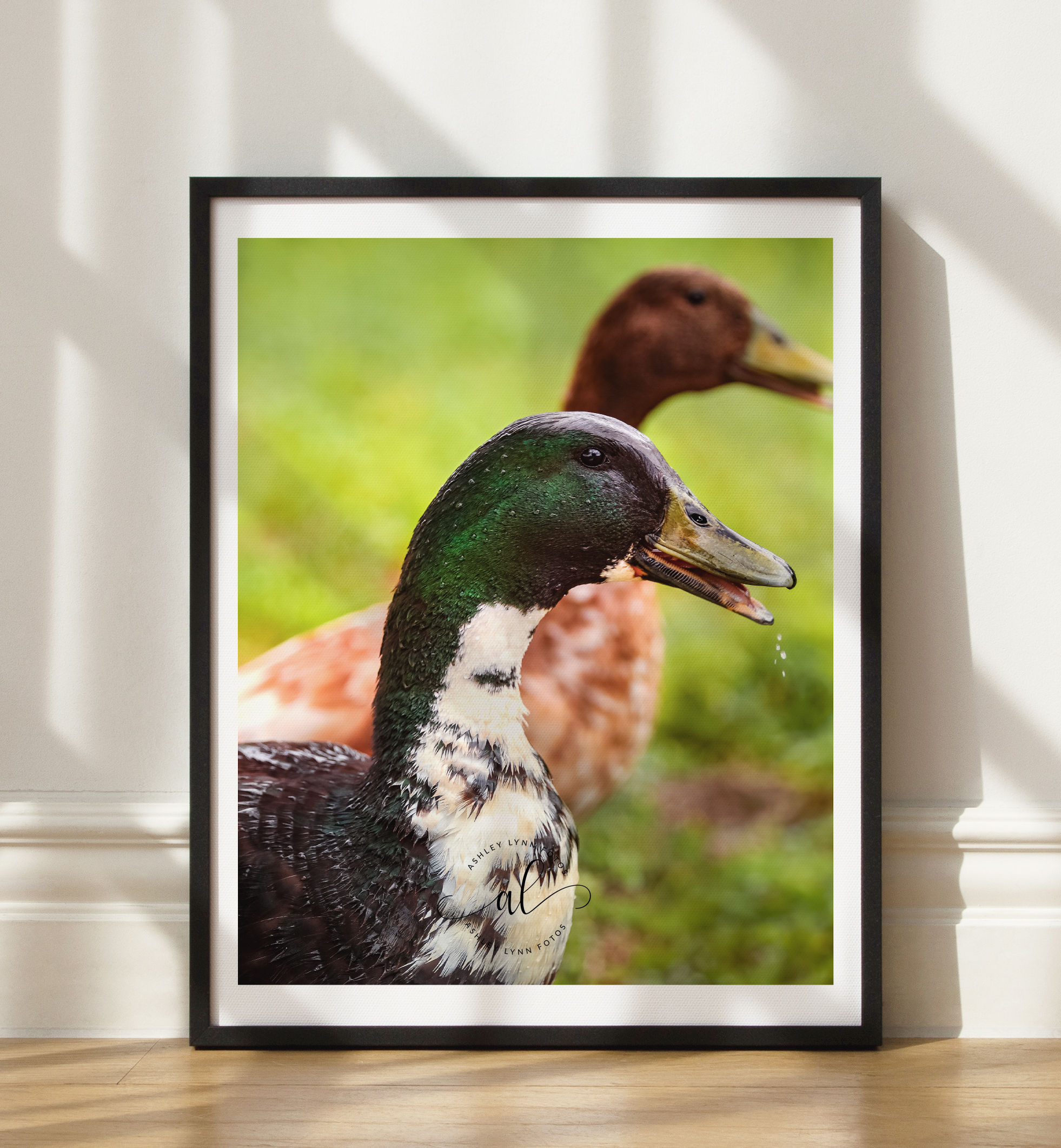 Spitting Quacks (print)