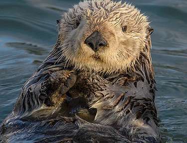 Sea_Otter_(Enhydra_lutris)_(25169790524)_crop.jpg