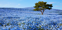 05. Nemophila.png