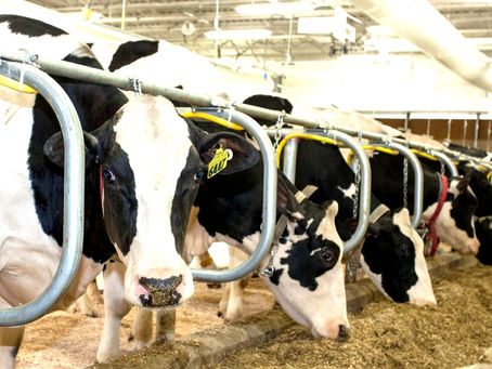 Milk: Prices and markets have farmers nervous