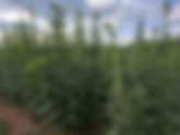 Grow hemp legally? Class shows how