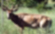 CWD found in Northeast Wisconsin deer now