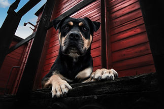 Cityhundefotoshooting,Hundefotografie,Hundefotoshooting,roter Bahnwargon,Bulldog,Rostock,L