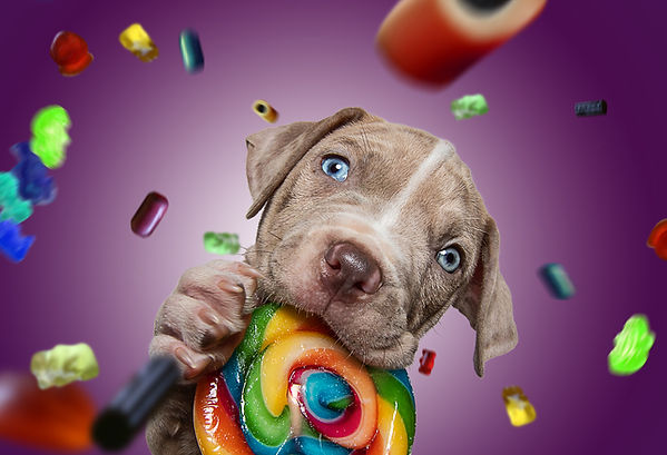 Welpenshooting mit Lolly.jpg