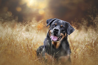 Hundefotoshooting,Waldfotoshooting,Hundefotografie,Rottweiler,Hundesenior,Rostock,Lübeck,Hamburg,Kiel,Stralsund,Schwerin