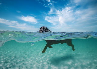 Unterwasser Strandshooting Ostsee, Mischling mit Spielzeug.jpg