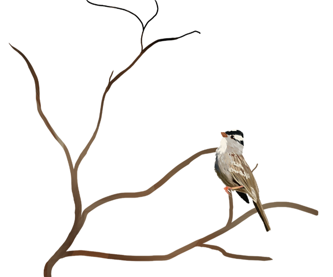 Untitled_Artwork 53_edited.png
