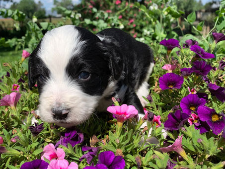 Flower Power