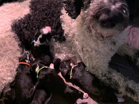 Bernedoodles are here!
