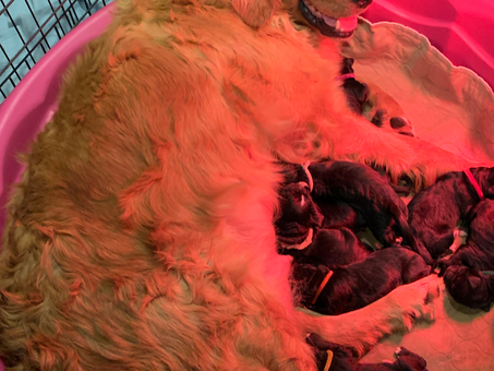 The Jedi: Last but not least of our Golden Mountain Summer pups have been born!