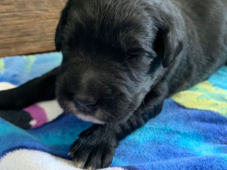 Golden Mountain puppies: Eyes starting to open!