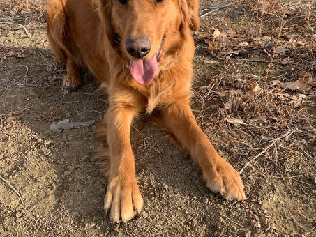 Raina is due to welcome her litter of Golden Mountain Dog puppies February 2nd