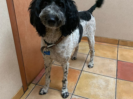Happy to learn she’ll have her Bernedoodle babies in June!  Call or reserve online.