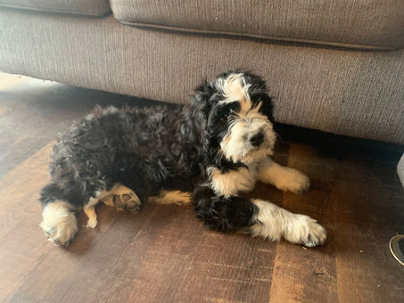 Bernedoodle Puppies!