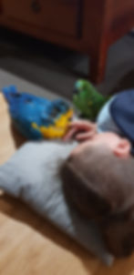 A young boy lies with his head on a pillow on the floor with a young Macaw and young Amazon sitting on the floor next to him. He is scratching the Macaw.