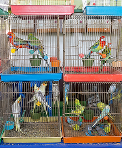 This is an image of very small bird cages stacked on top of each other, you can see 4 cages and there are more above the. There are 2 birds each in the top two cages and 4+ in the bottom two cages. The birds are cramped and the cages are dirty.