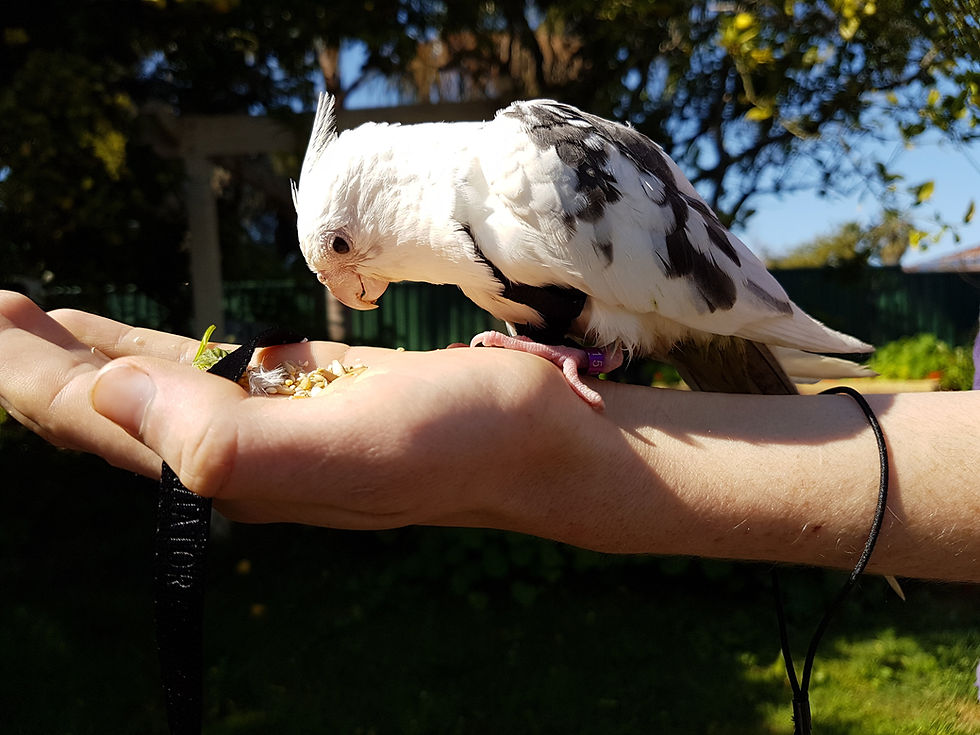 Thumbnail: Parrot Life® Budgie and Cockatiel Care Manual