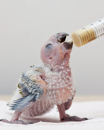 A grey blurry background with a parrot chick in the foreground, the parrot has some small downy feathers and new feather growth, the parrot is having formula from a syringe.