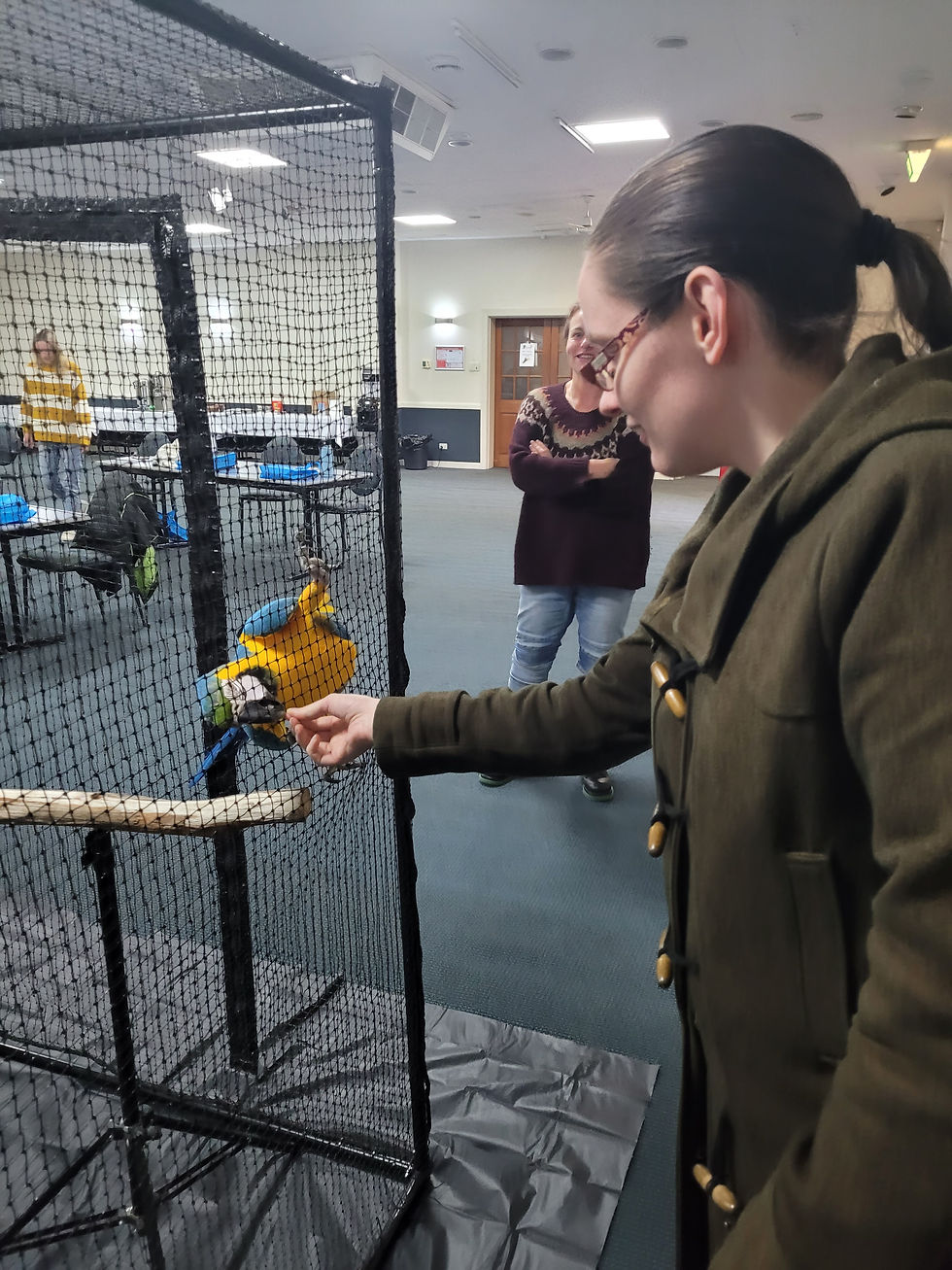 A blue and gold Macaw in a new aviary is being handed a treat by a person.