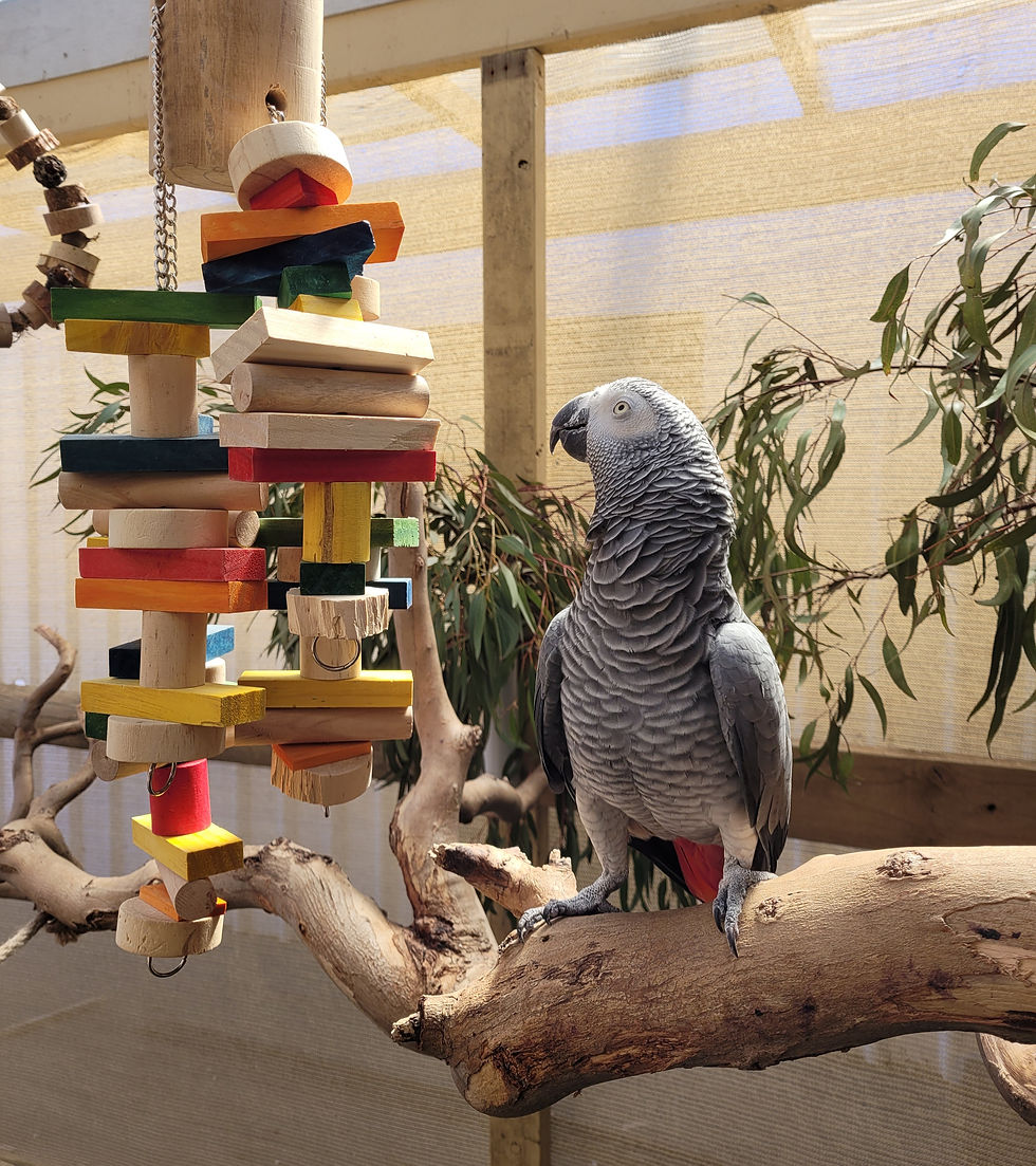 An African Grey parrot sitting on a perch looking at a large colourful toy