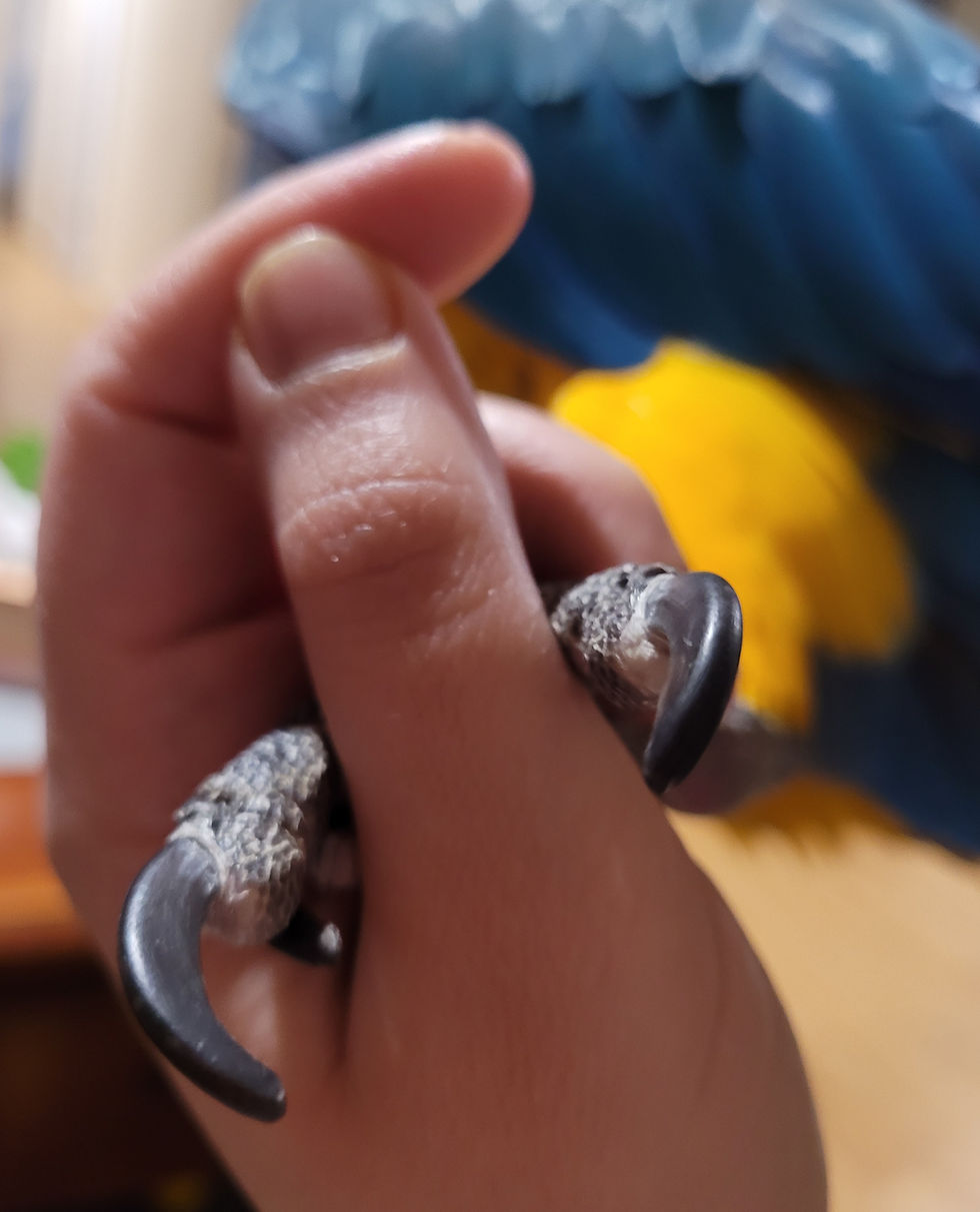 A parrot foot holding a human hand