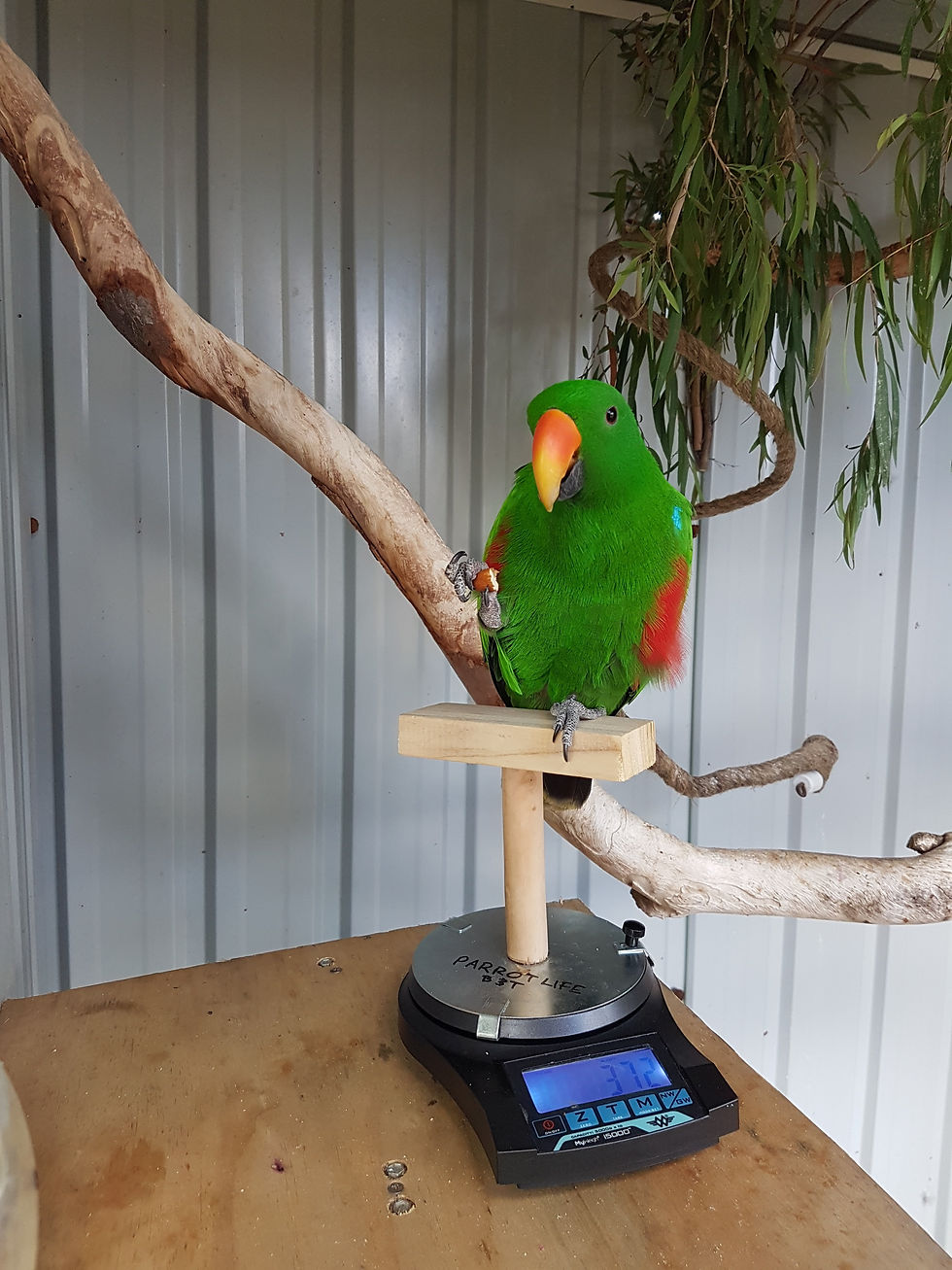 Thumbnail: i5000 Avian Scales plus Perch Attachment