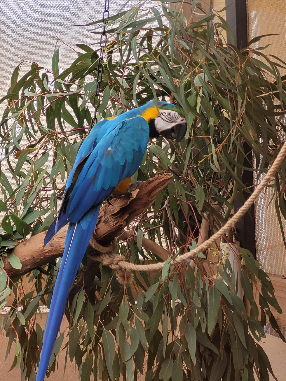 A blue and gold macaw standing on parch surrounded by eucalptus leaves