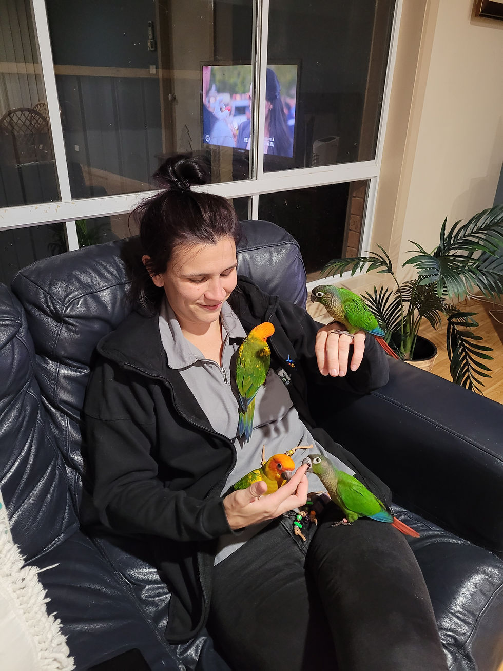 A woman sitting on a leather couch with 4 young Conures playing on her lap