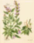 Sage salvia officinalis