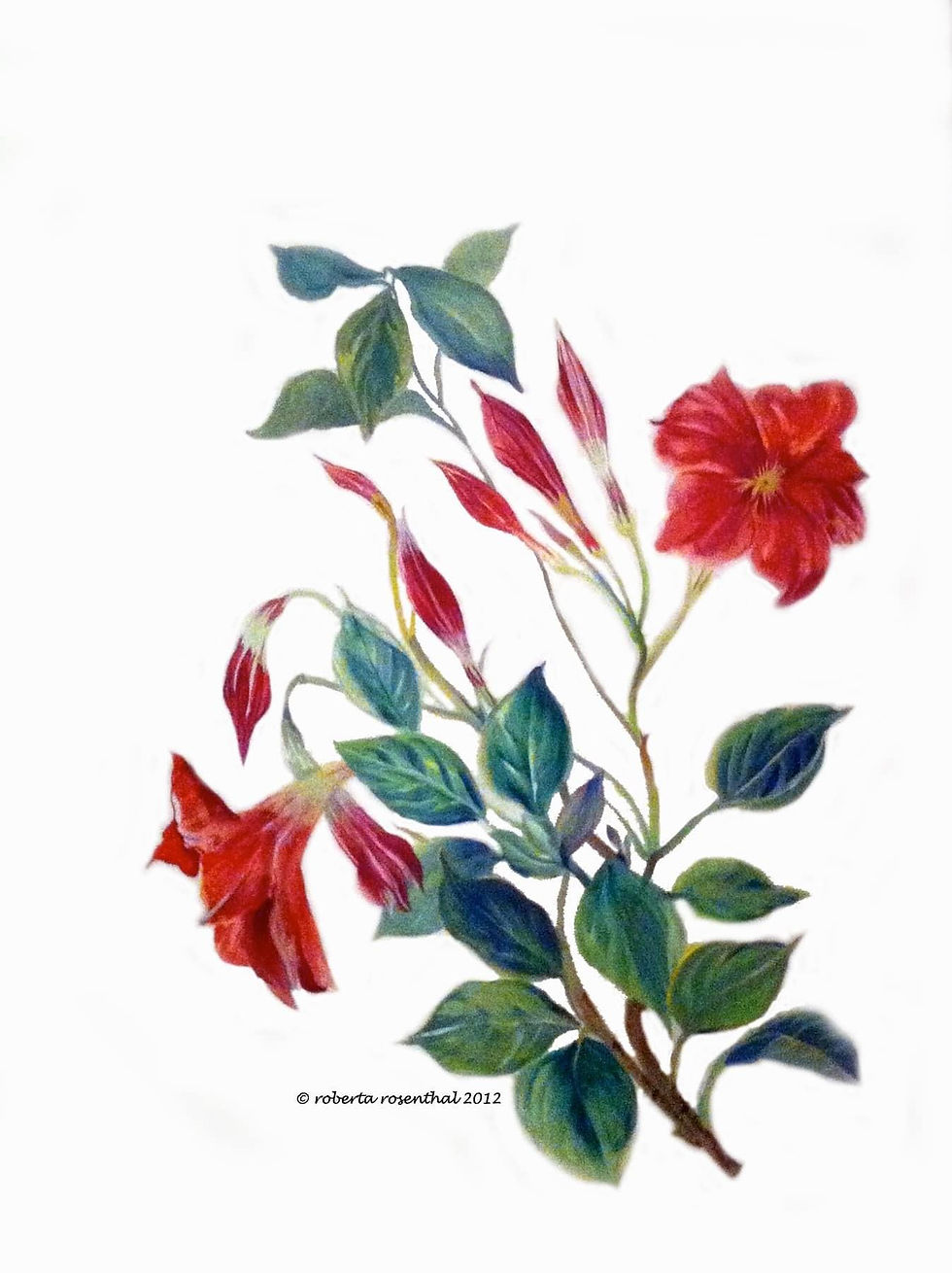 Mandevilla in Red