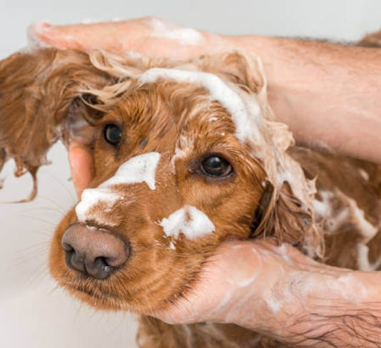 Hund vaskes med shampoo