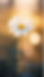 Daisybloem logo.png