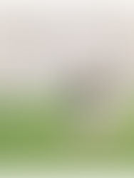 couple walking in front of the field museum