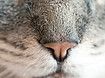 猫の鼻