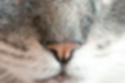 Cat's Nose
