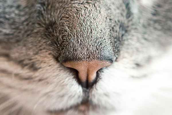 Cat's Nose