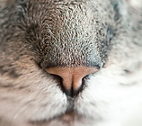 Cat's Nose