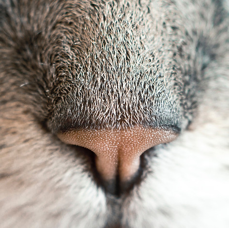 Detailed close up of a cat's nose