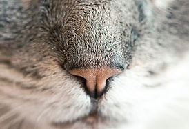 Katzen Nose
