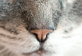 Katzen Nose