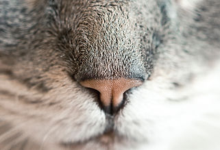 Nez de chat