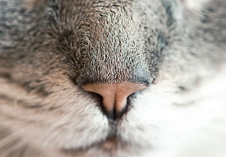 猫の鼻